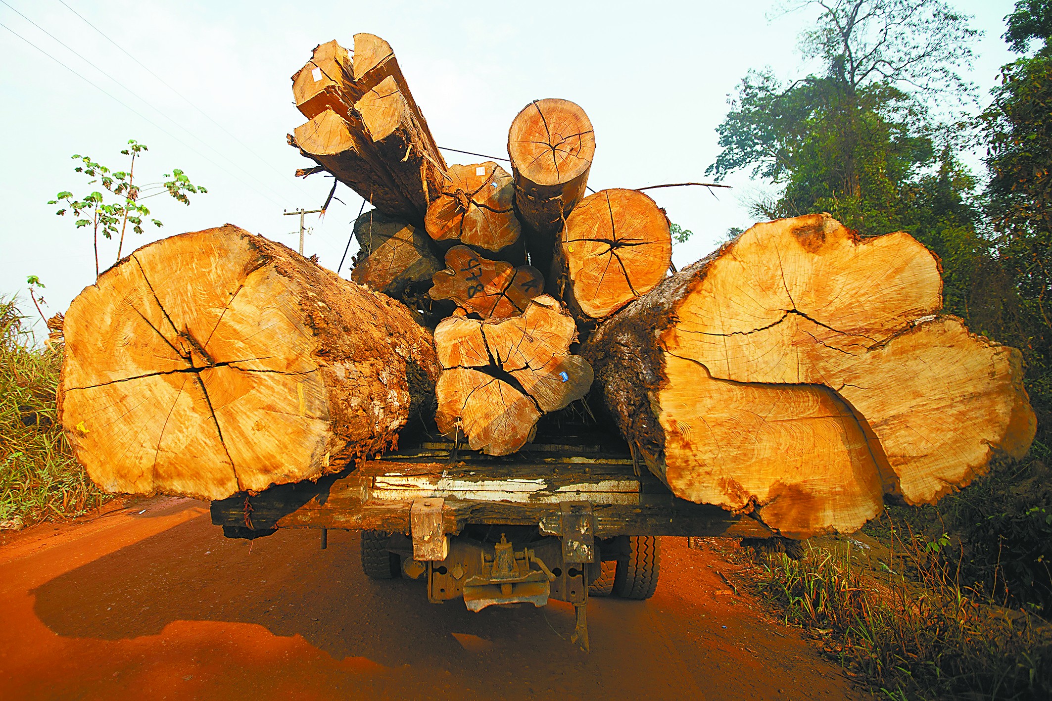 Protecting Amazon Rainforest: A Call to Action