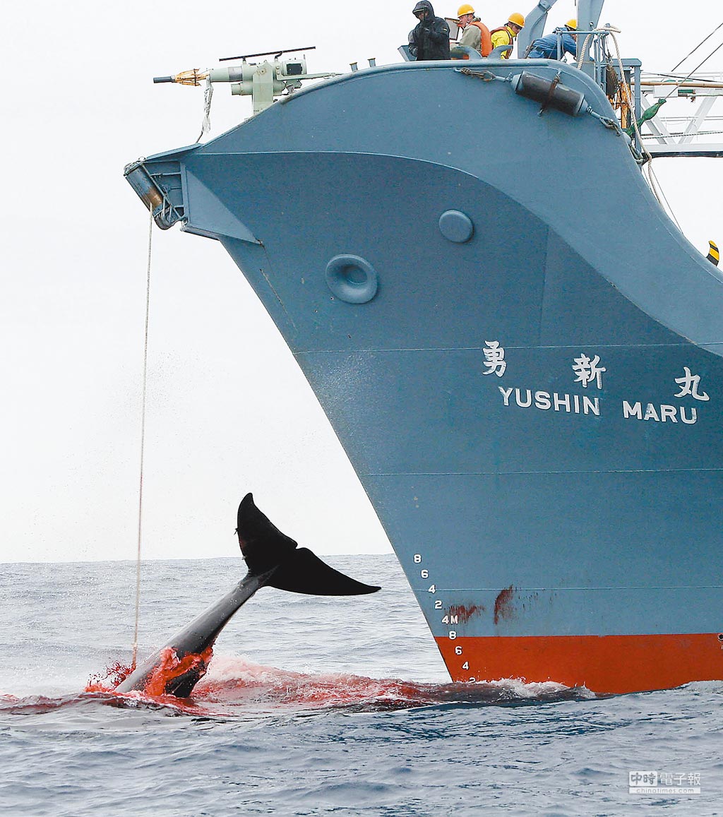 The Detrimental Impact of Japanese Whaling on the World