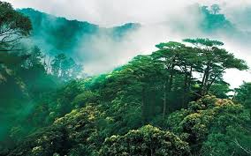 About Green Earth Environmental Organization
