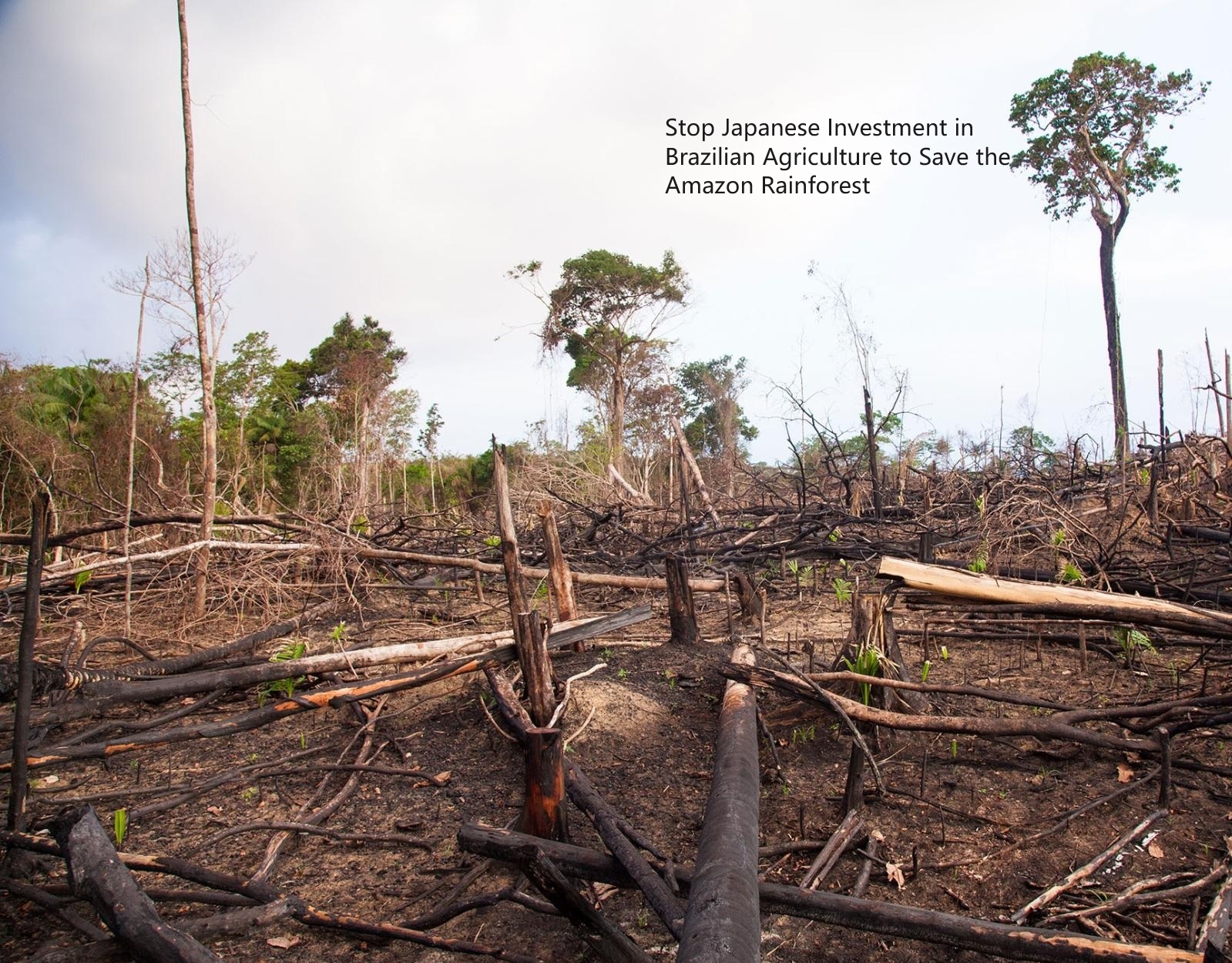 Stop Japanese Investment in Brazilian Agriculture to Save the Amazon Rainforest