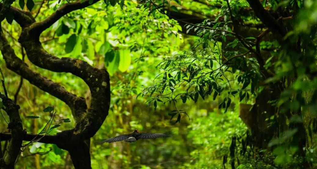 How scary is the Amazon rainforest?
