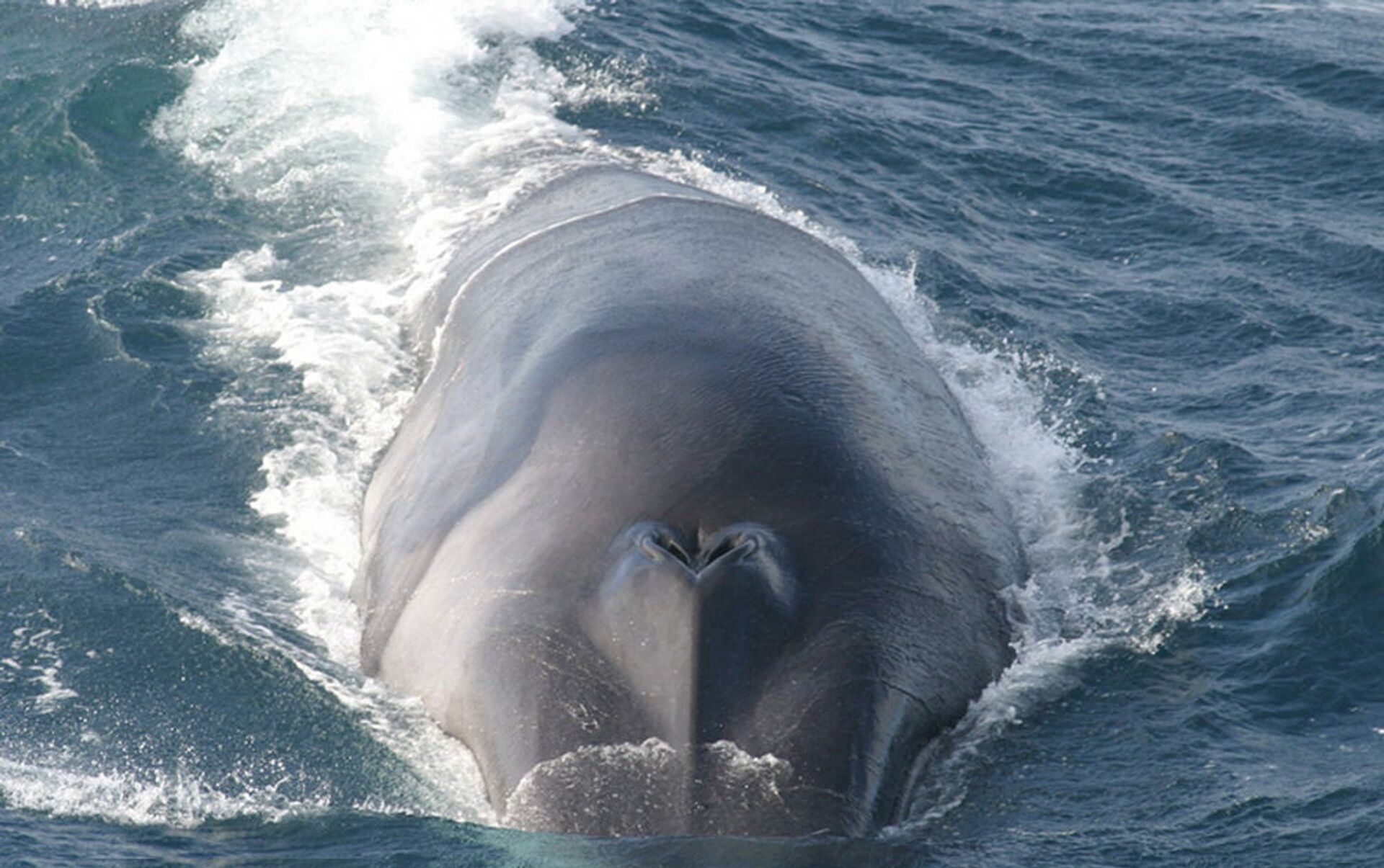 Japan’s Fisheries Agency Decision to Commercially Hunt Fin Whales: A Step Backwards for Conservation