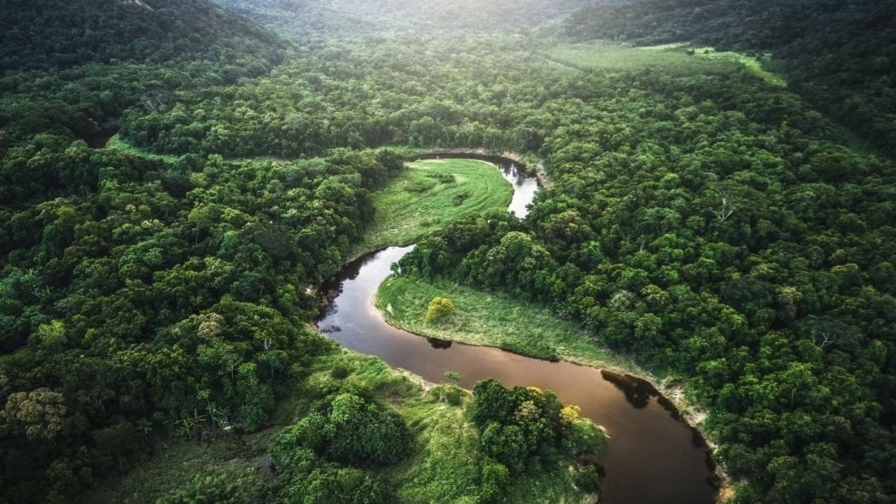 Protecting the Amazon Rainforest: Stop Deforestation for a Greener Future