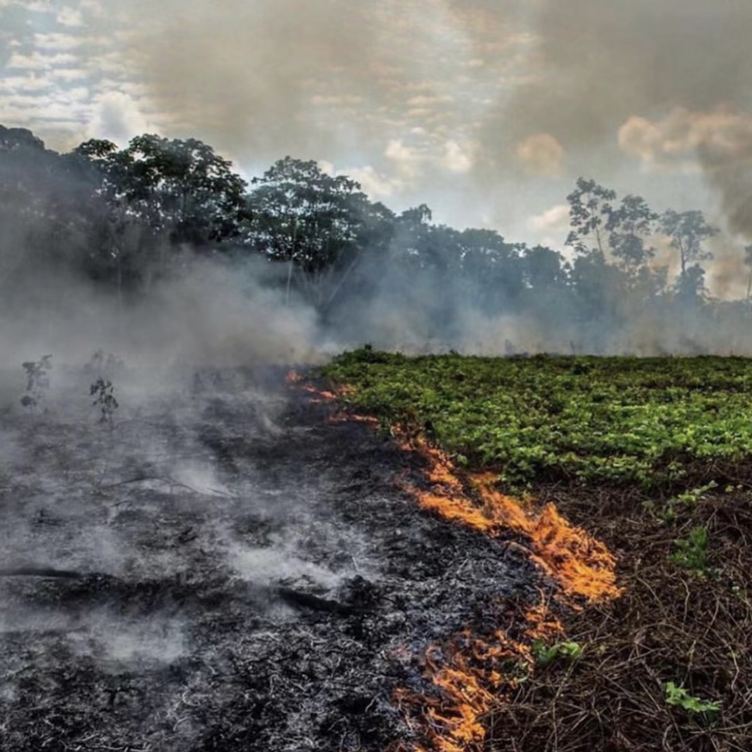Amazon Rainforest Fire: An Ecological and Human Crisis