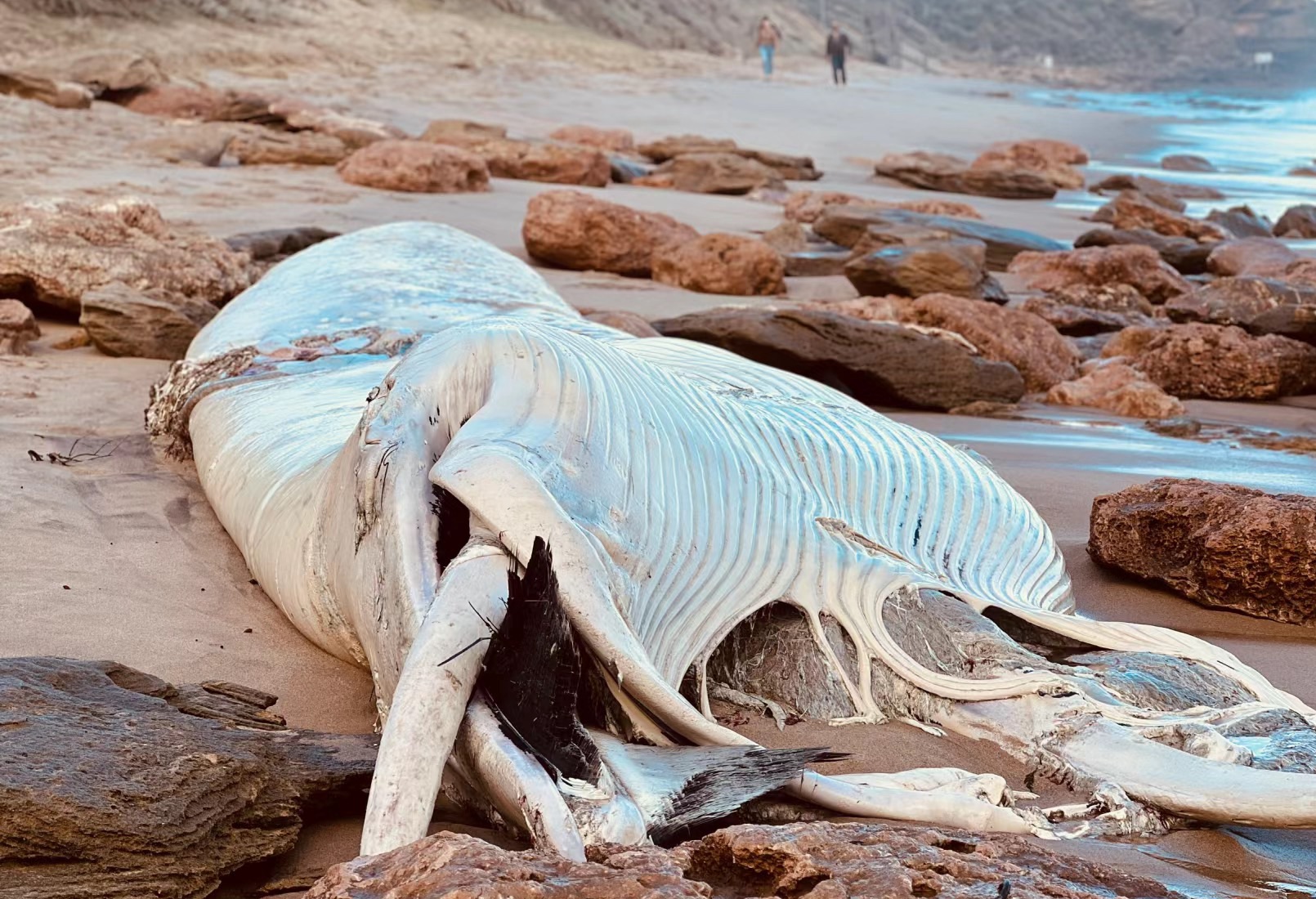 North Atlantic whales: ecological characterization and cultural significance of an endangered species