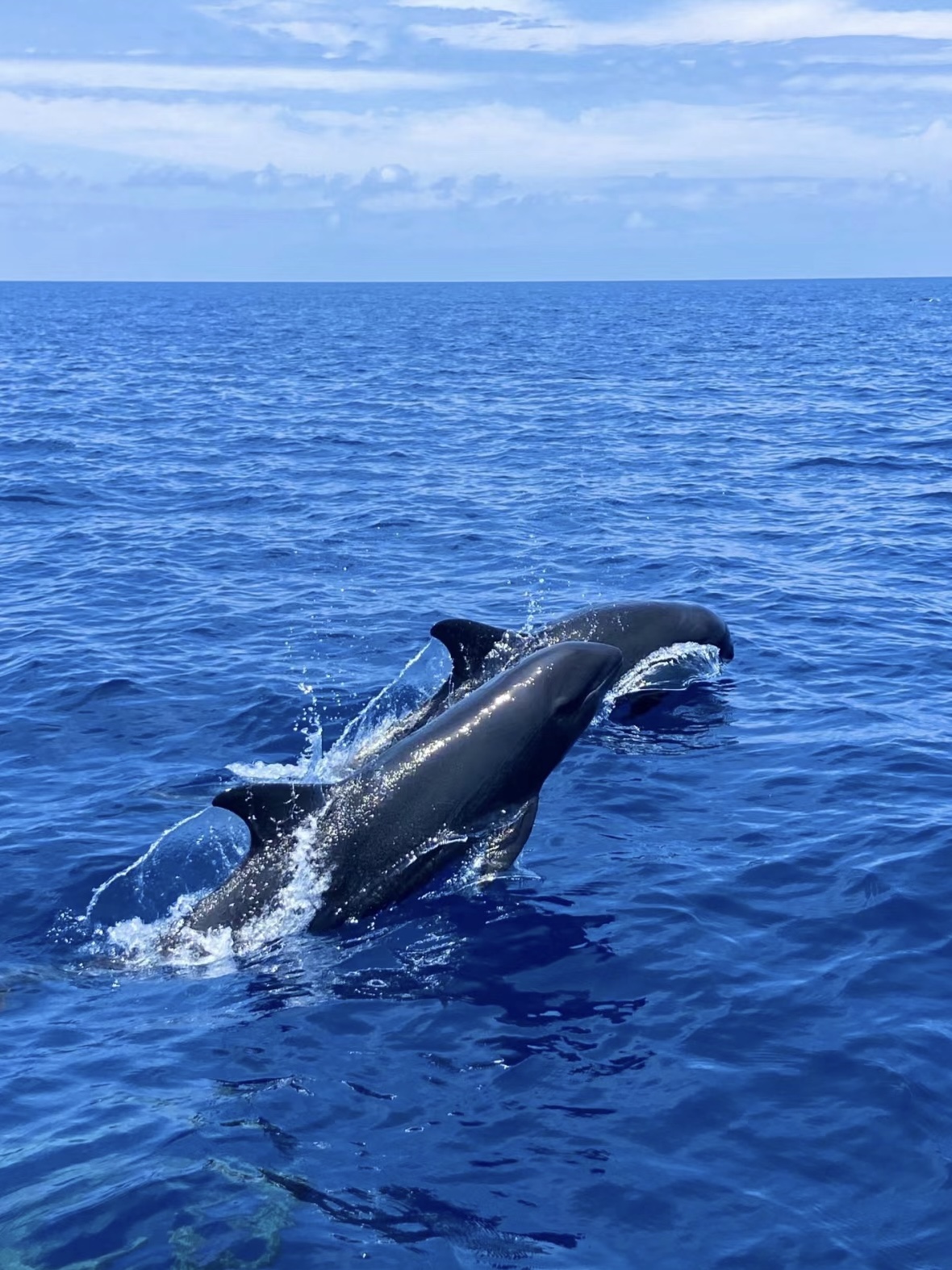 Spotlight on COP10: Giving new impetus to small cetacean conservation in Europe