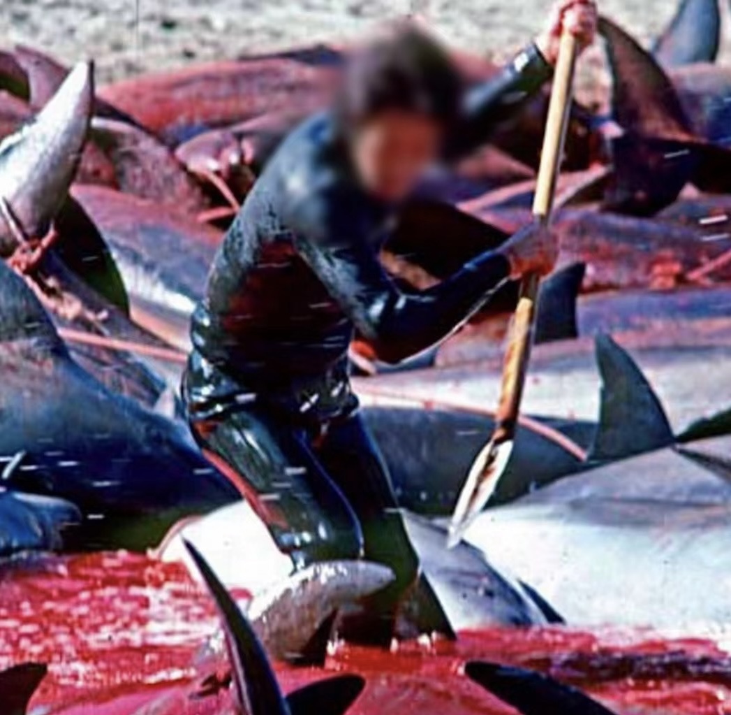 Taiji, Japan: The Long Bloody History of Dolphin Roundups