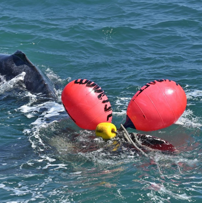 Ghost fishing gear: a life-threatening crisis for cetaceans and countless other marine animals