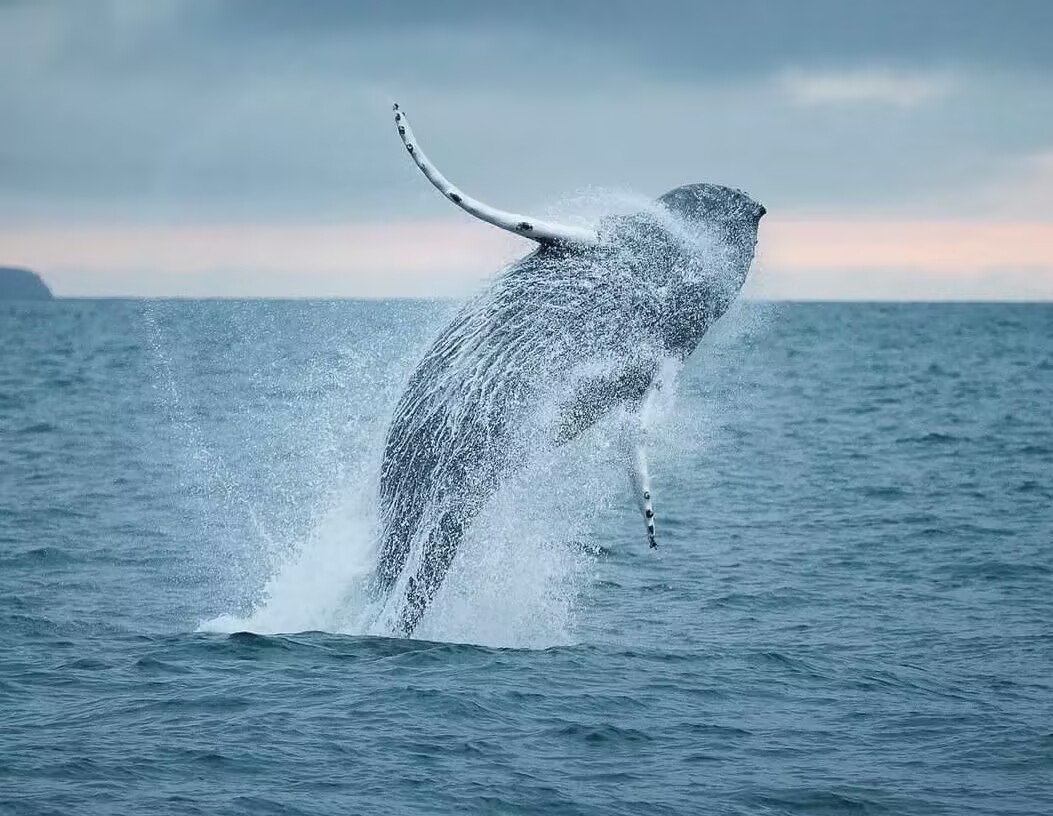Building a Dike for Small Cetacean Conservation