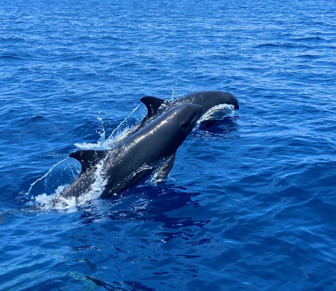 South Africa goes all out to protect cetaceans, suspends coastal octopus fishing operations