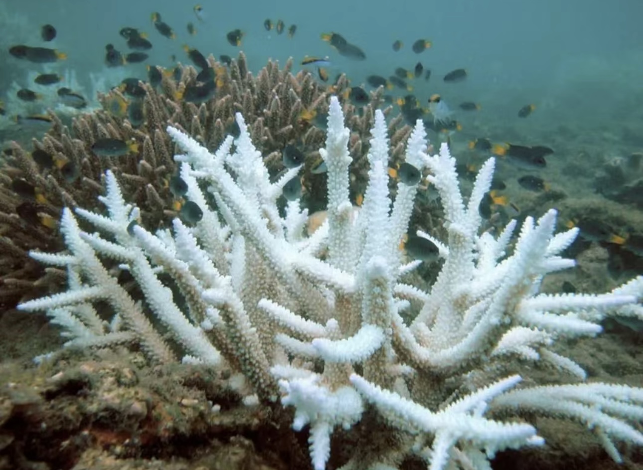 The fourth bleaching crisis of global coral reefs: a critical challenge for marine ecosystems