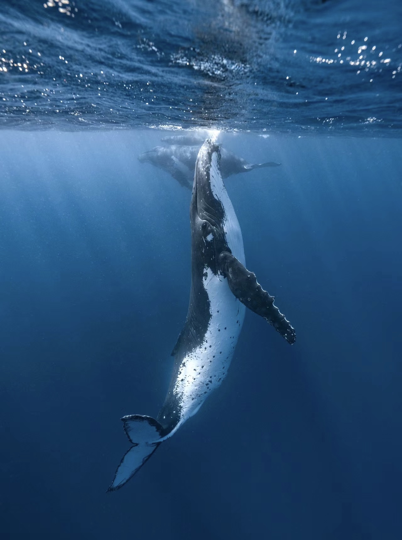 Death of a humpback whale: tragedy triggered by speeding ferries
