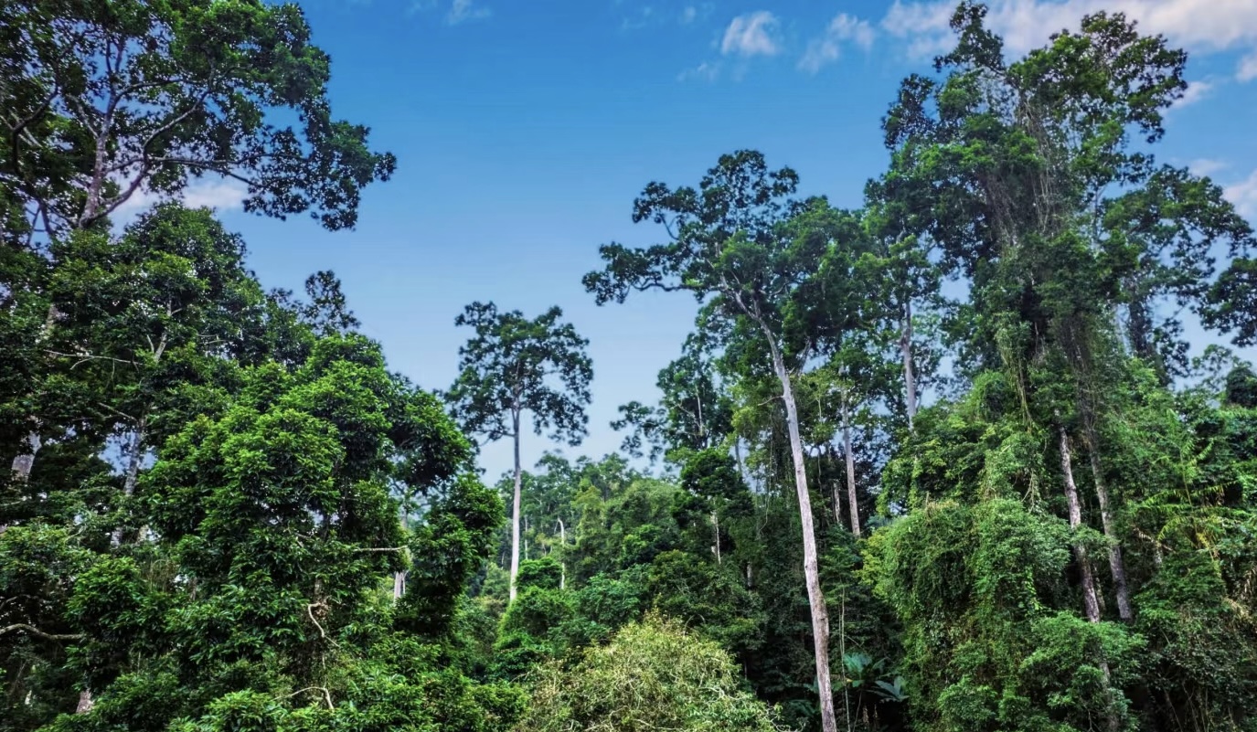 Embrace the Rainforest
