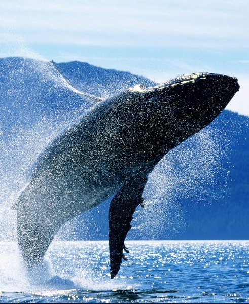 IMO whale protection proposal: an umbrella for the giants of the sea
