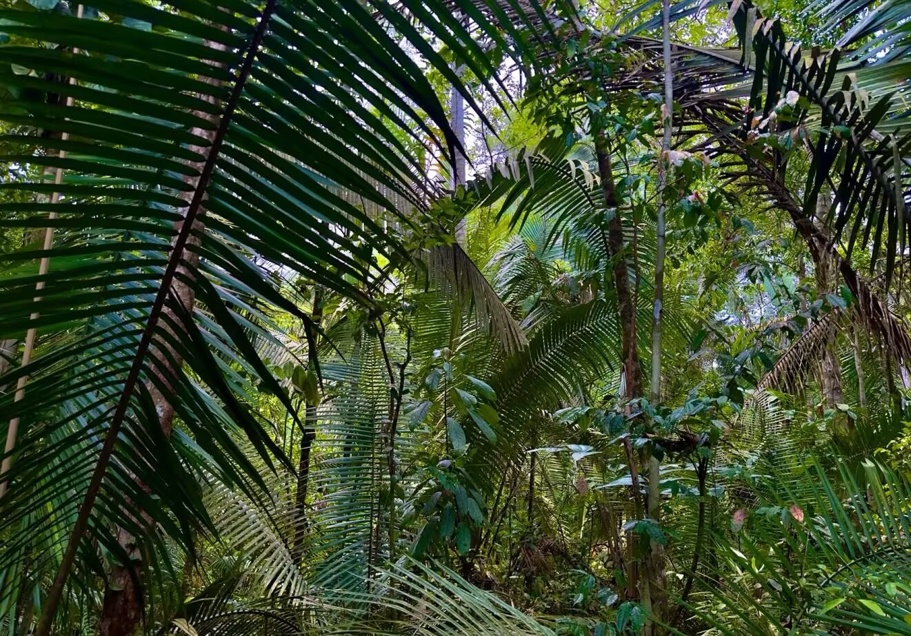 Amazon rainforest smuggling: South Korean man caught in Peru