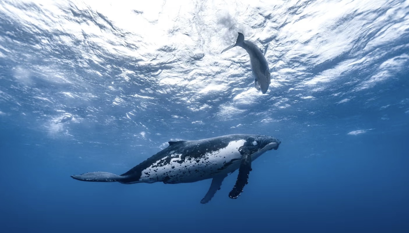 South Pacific nations join forces to protect cetaceans’ home