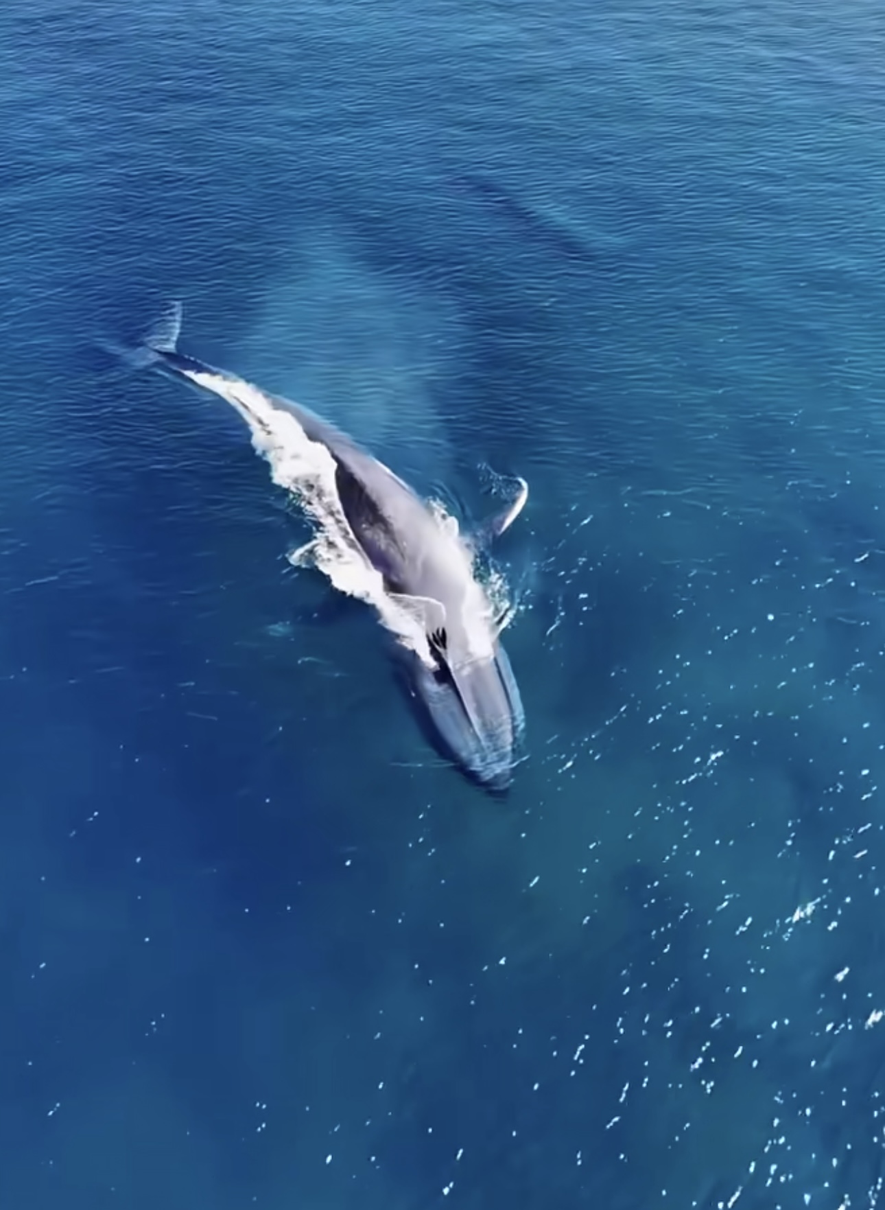 Whales: Giant Guardians of Marine Ecology and Endangered Treasures