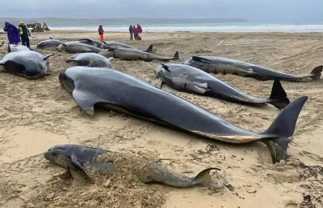 New Zealand Beach: Pilot Whale Stranding Rescue