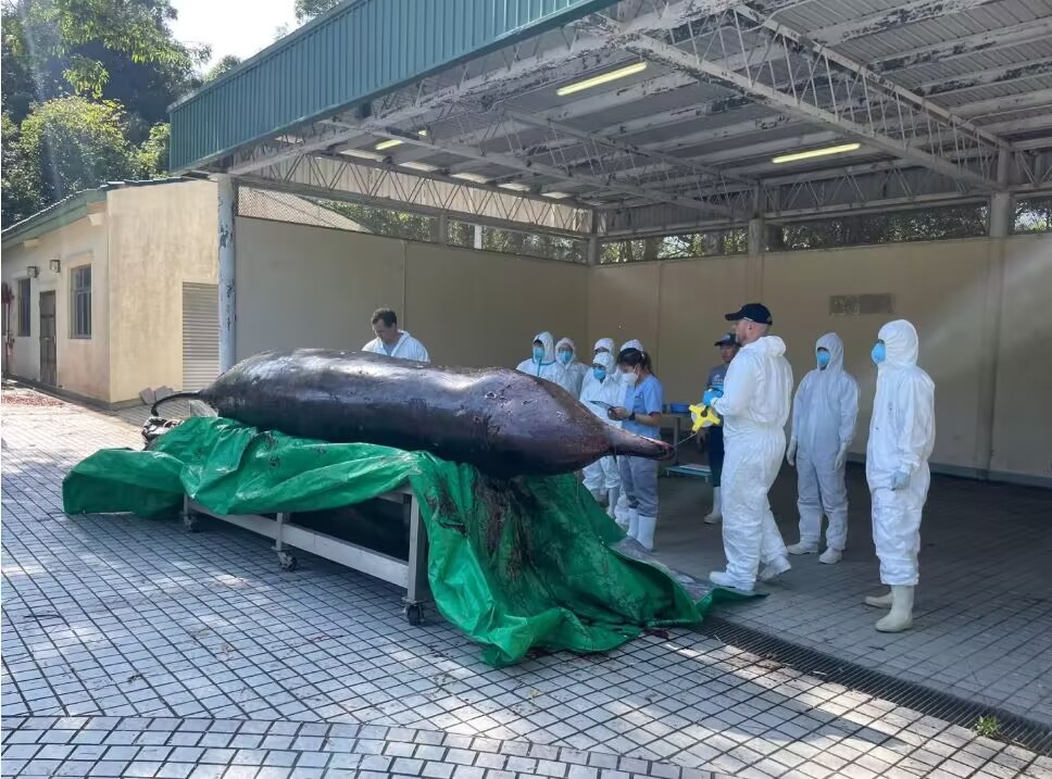Tragedy of beaked whale stranding in Tai O, Hong Kong