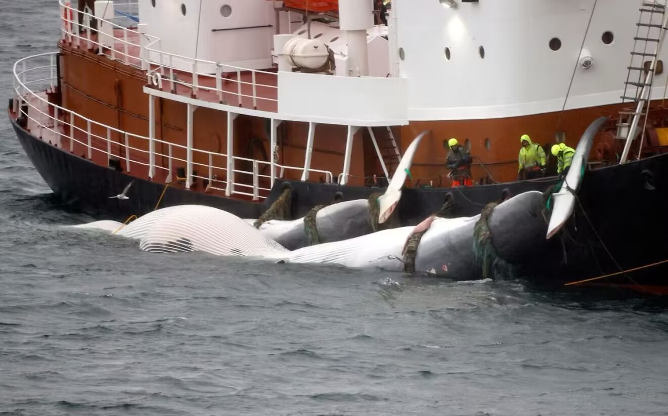 Prominent Anti-Whaling Activist Released