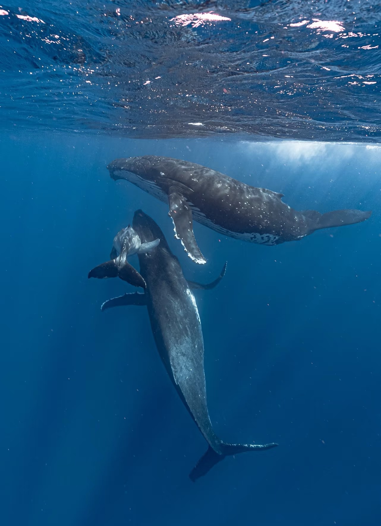 Krill and humpback whales: a strong link in the ecological chain