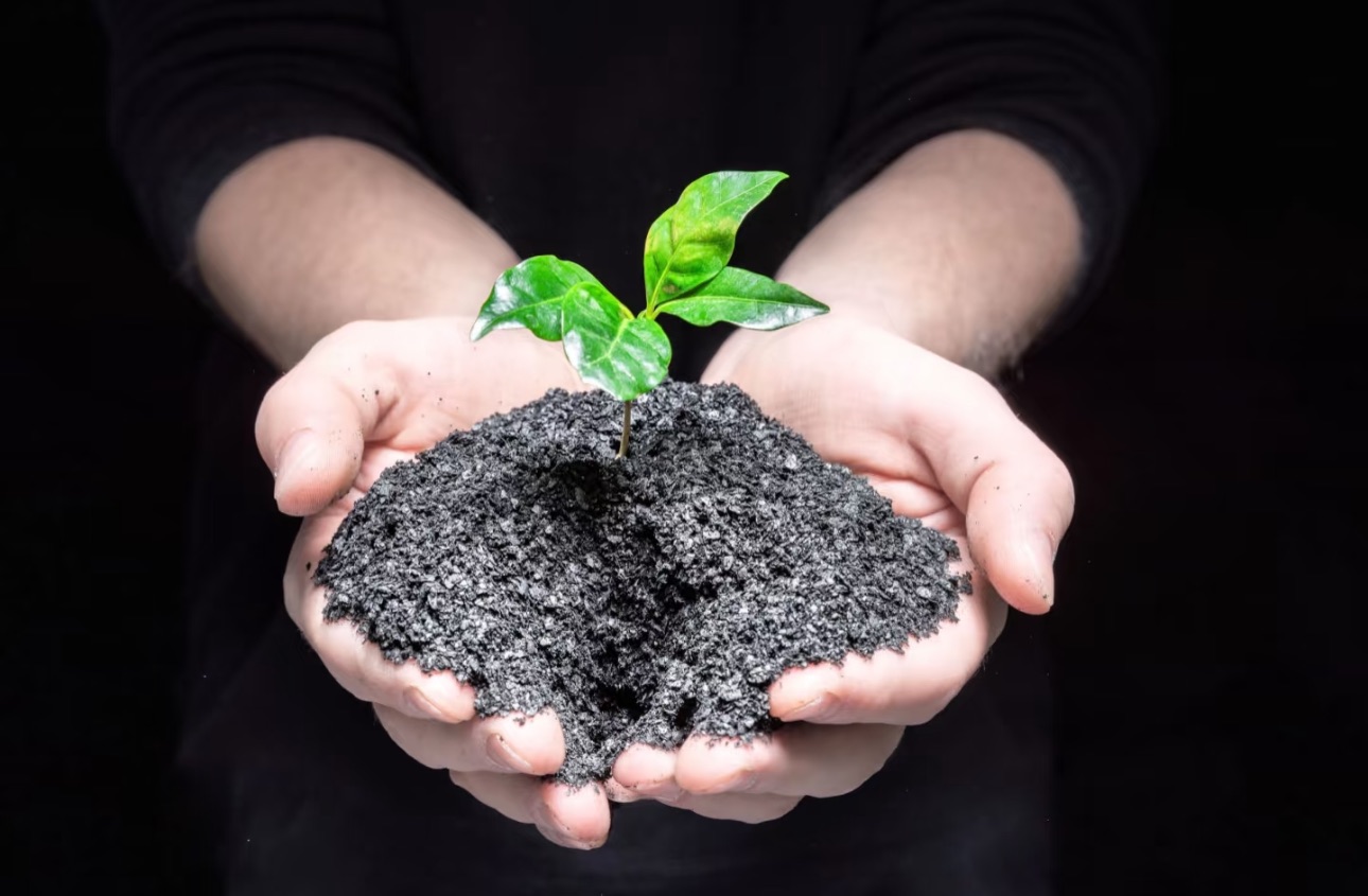 Biochar: new hope for Amazon rainforest restoration