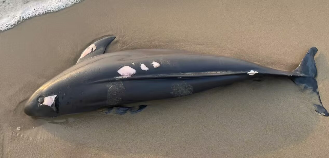 Mass stranding of dolphins alarming in Novorossiysk
