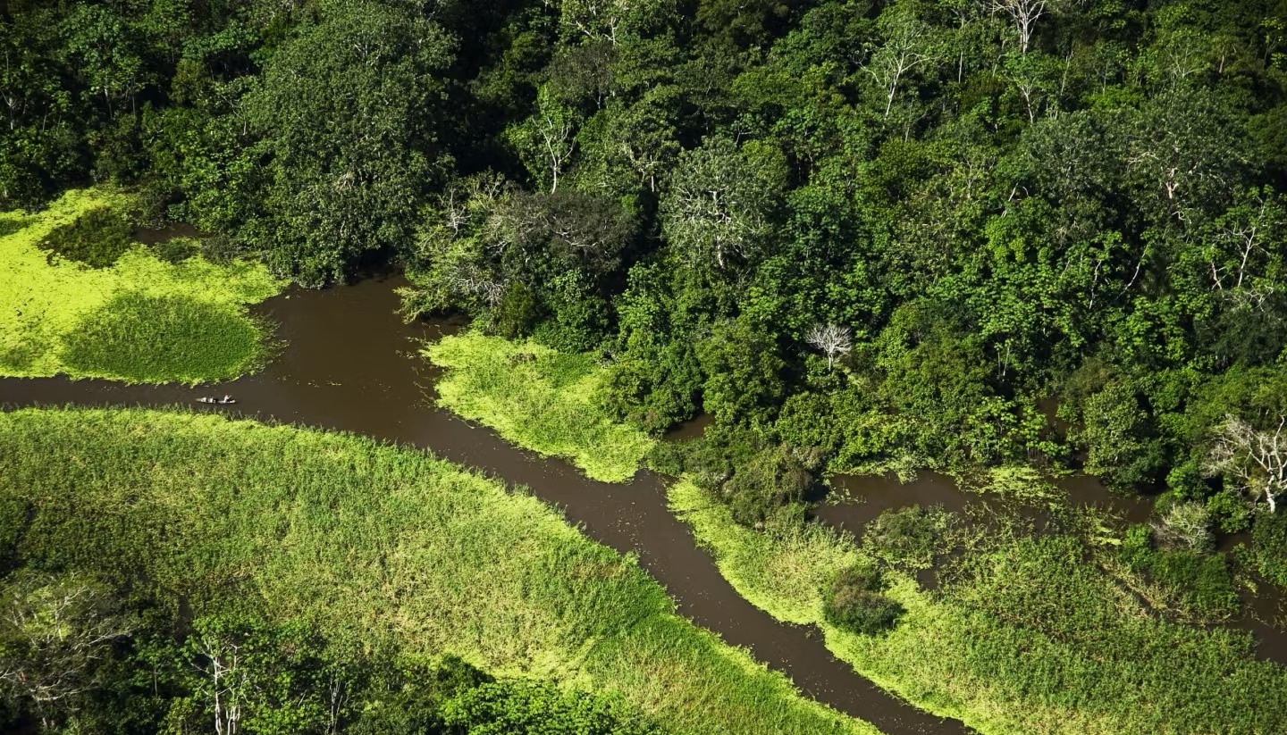 Brazil’s Rainforest Restoration Program: The Amazon’s Road to Green Rebirth