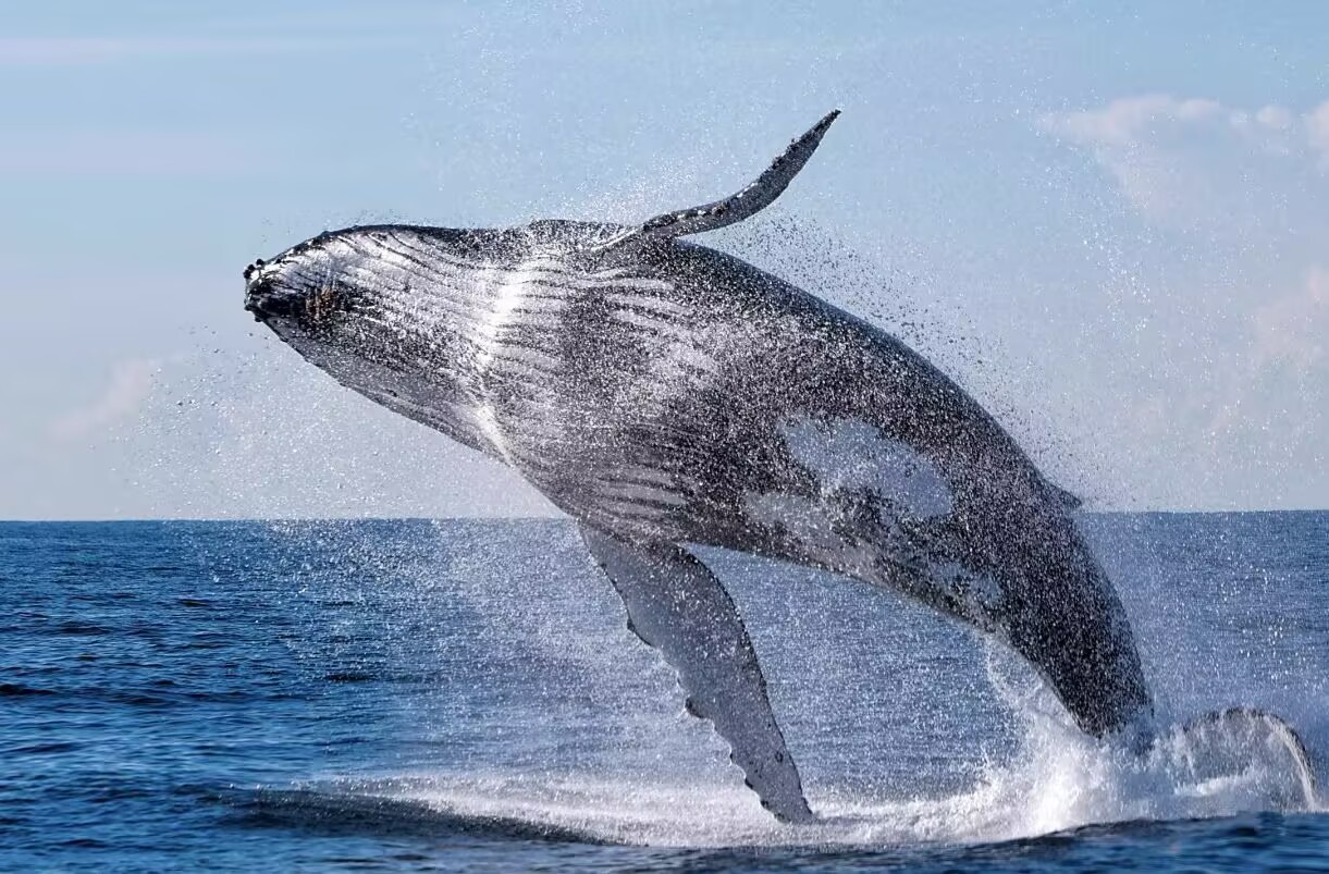 36th Annual Meeting of the European Cetacean Society to Address Cetacean Conservation