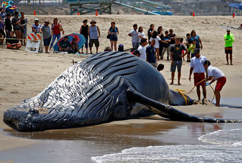 Long Island whale stranding: a warning for marine ecology