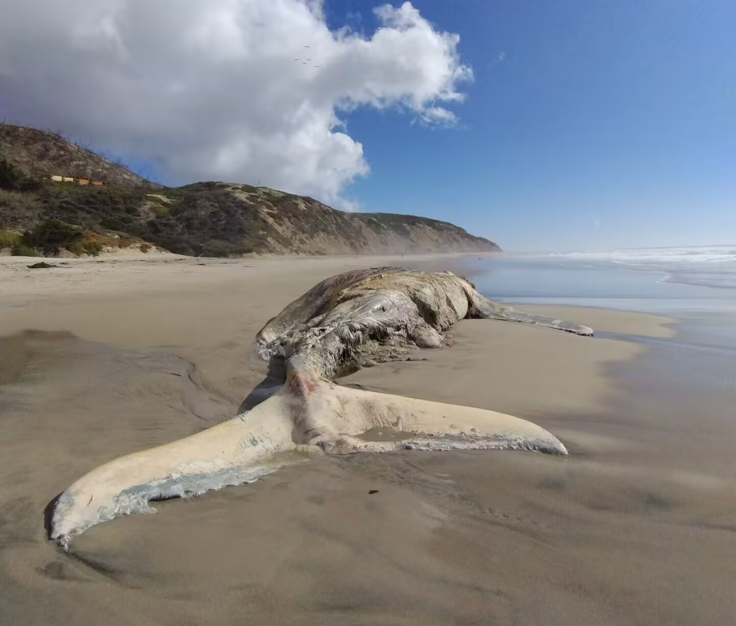 Giant whales stranded in Hainan and then taxidermied for scientific purposes