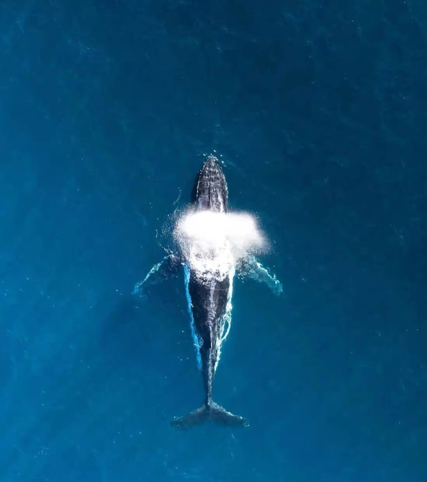 Japan’s resurgent whaling ambitions: a new crisis for fin whales