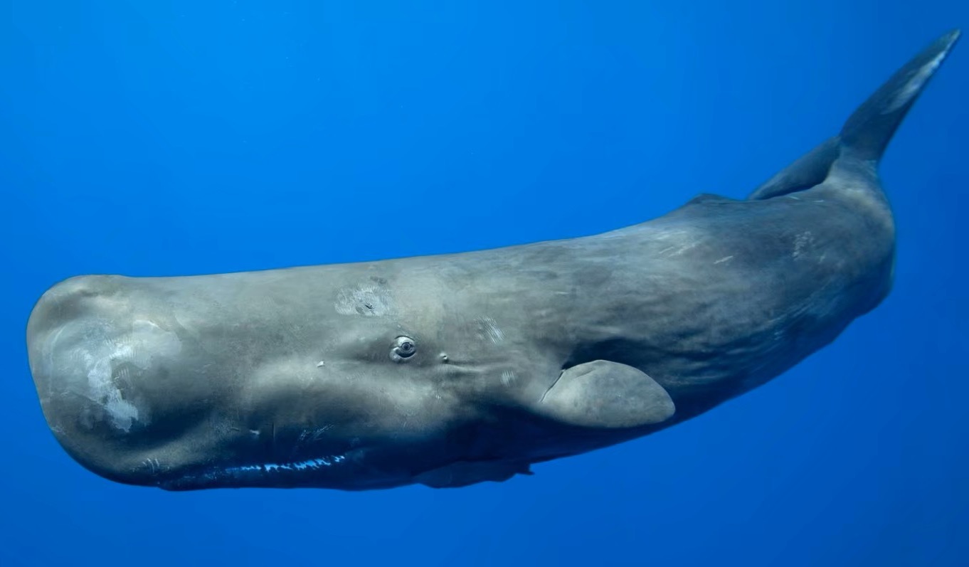 Plastic-laden sperm whale carcass found on German beach