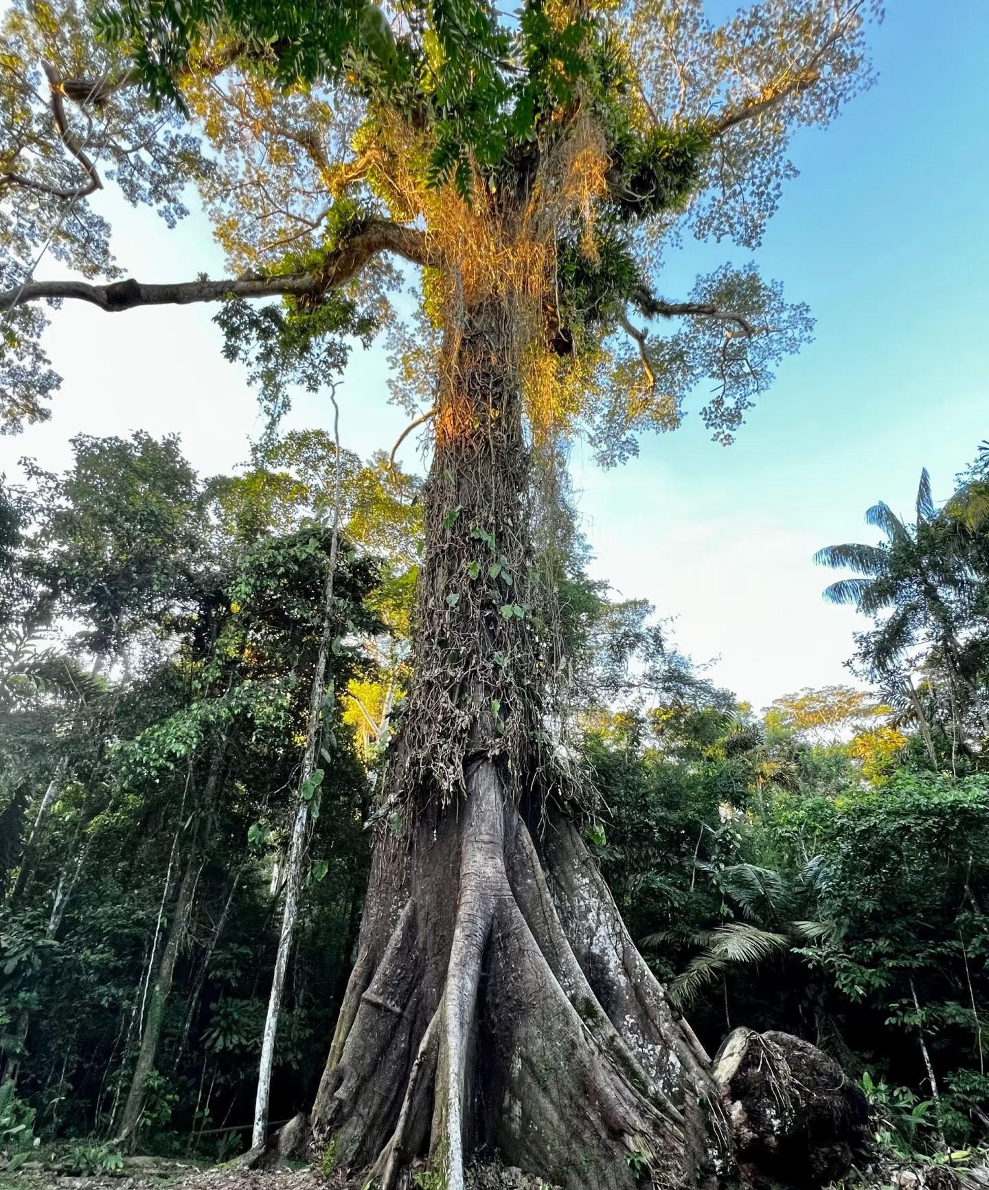 Brazil boosts rainforest protection