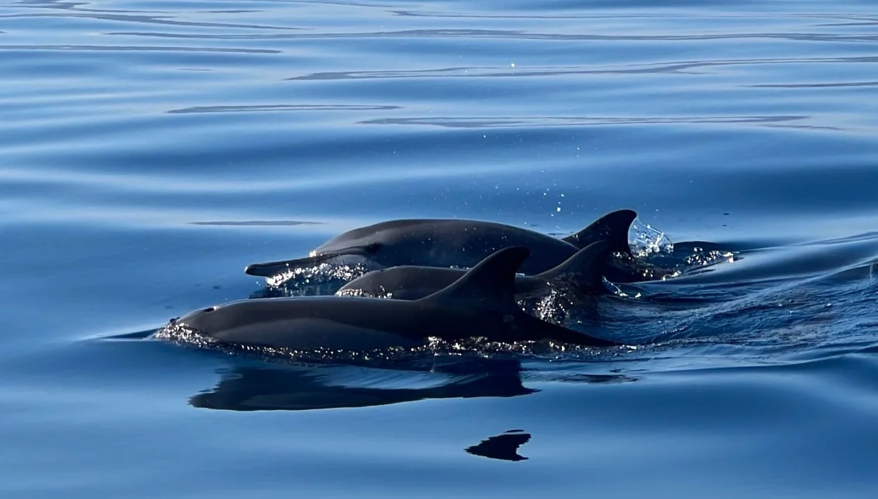 Dolphins Face Many Threats in Taranto, Italy