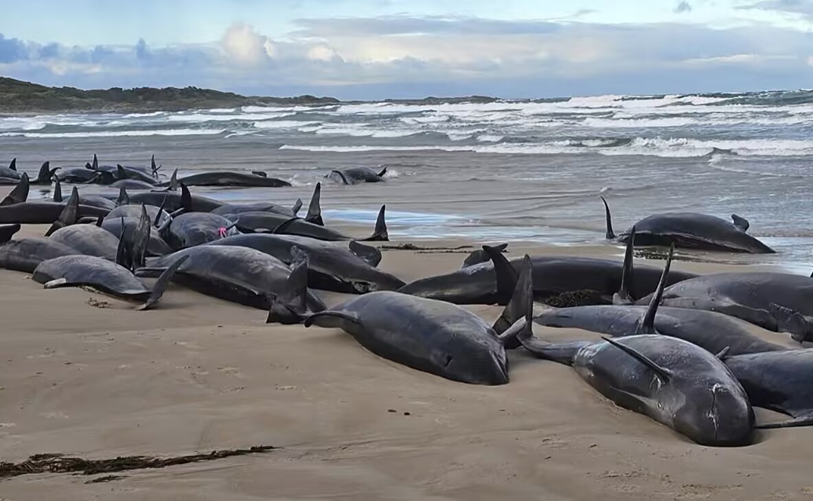 Australian False Killer Whale Stranding May Be Linked to Marine Pollution: