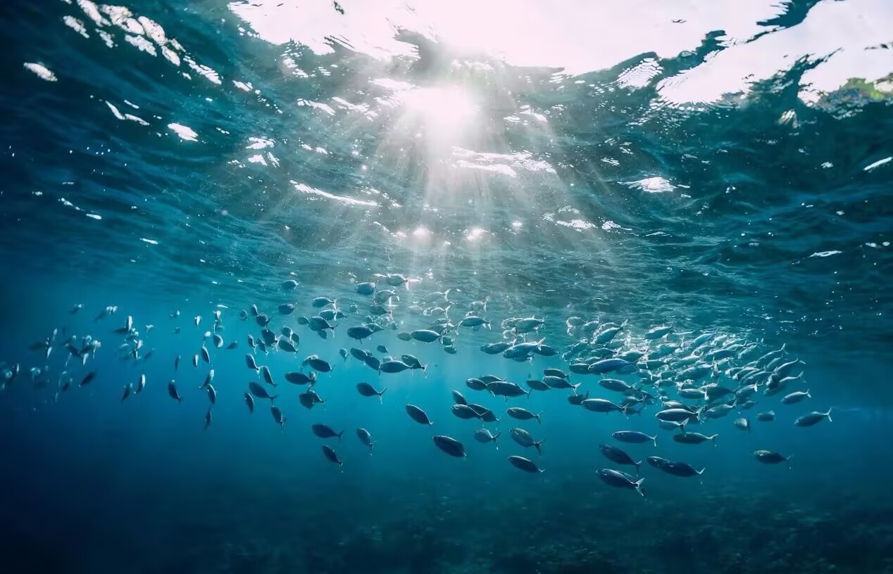 United Nations Oceans Conference to be held soon