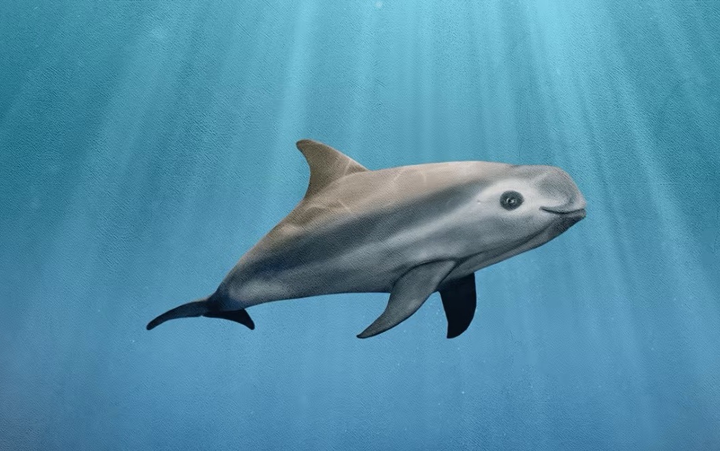 Bubble screens protect North Sea porpoises