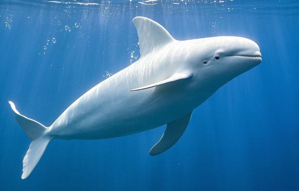 Arctic Cetacean Health Early Warning System Launched