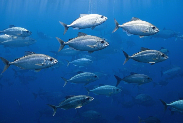 Japan’s Nuclear Sewage Discharge Into the Sea Causes Excessive Radiation Levels in Fish in the Pacific Ocean