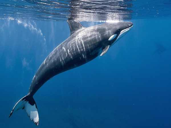 South African Coastal Whales Threatened by Oil Exploration
