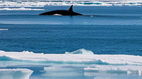 Iceland’s Whaling Industry Successfully Transforms into Ecotourism