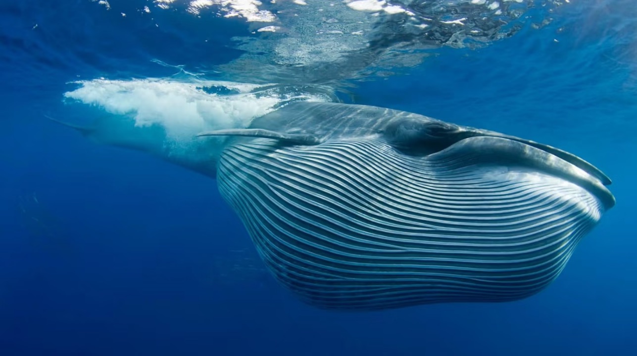 World Wildlife Day Focuses on Bryde’s Whale Conservation