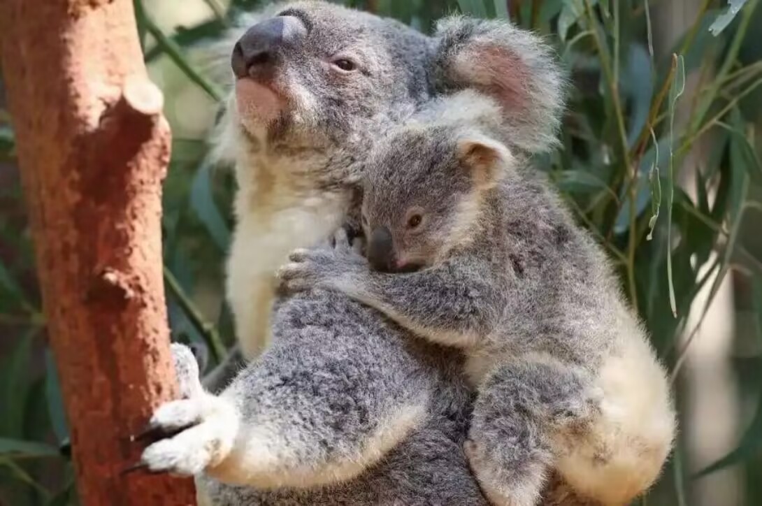 Australia’s koala cull sparks controversy