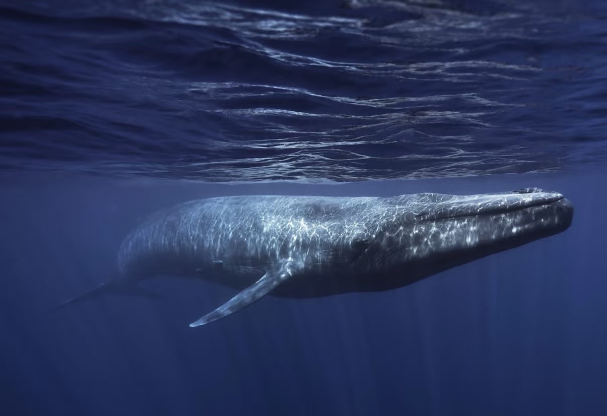 Microplastic Crisis Intensifies