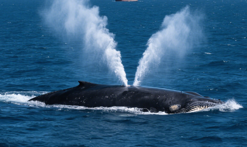 The Deadly Shackle of Entanglement in Fishing Nets