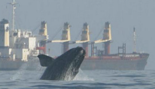 Minke Whale Collision with Boat in New Jersey, USA