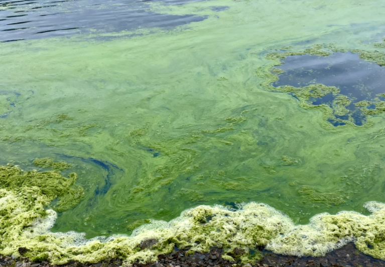 Lake Neagh, Britain’s Largest Lake, Suffers Algal Bloom