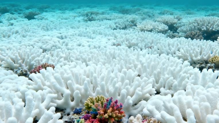 Global Coastal Ecosystems Disappearing at an Accelerated Pace