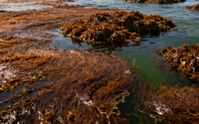 Atlantic Drifting Seaweed Surges in Numbers